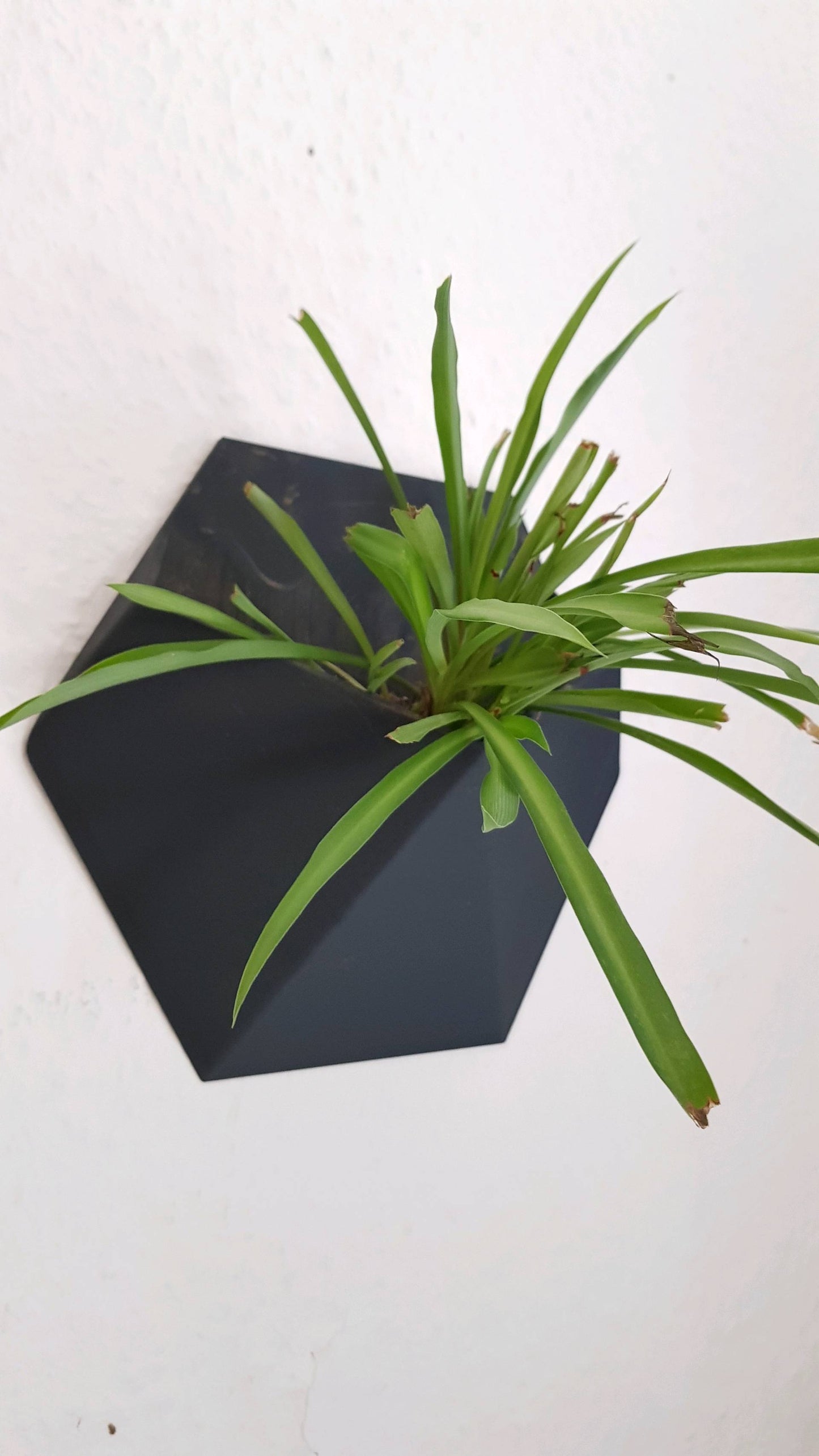 أصيص نبات جداري بتصميم بسيط🌿